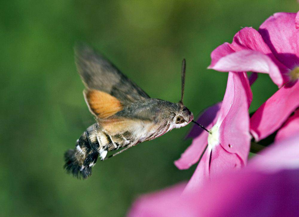 Ngengat Elang Kolibri (flickr.com/Umberto Salvagnin)