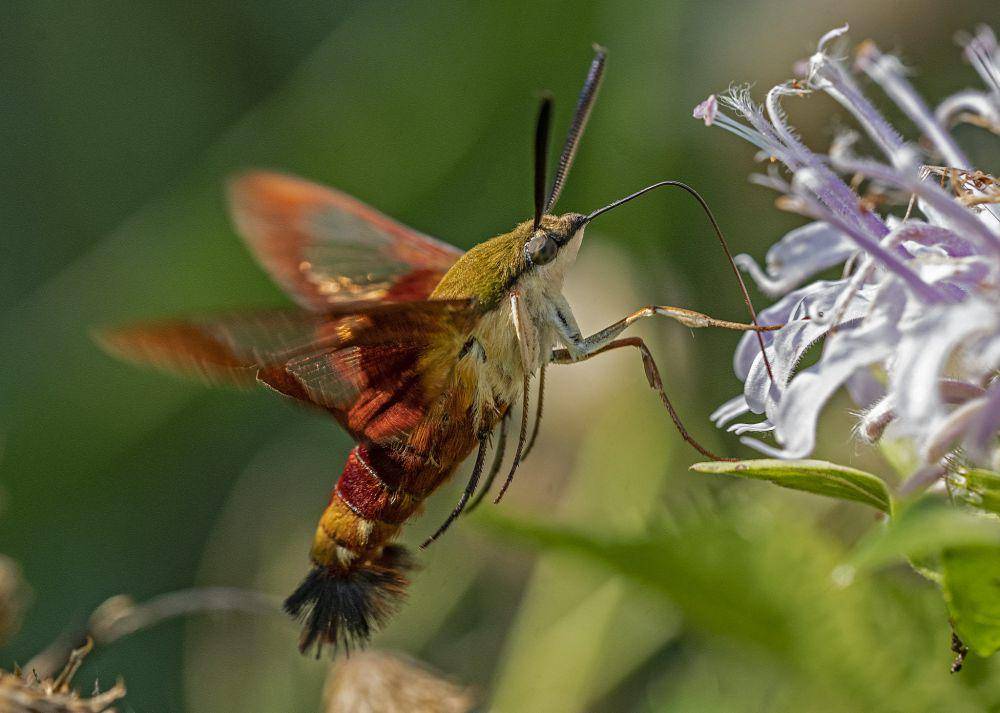 Hummingbird Hawk Moth (flickr.com/Steve Guttman NYC)
