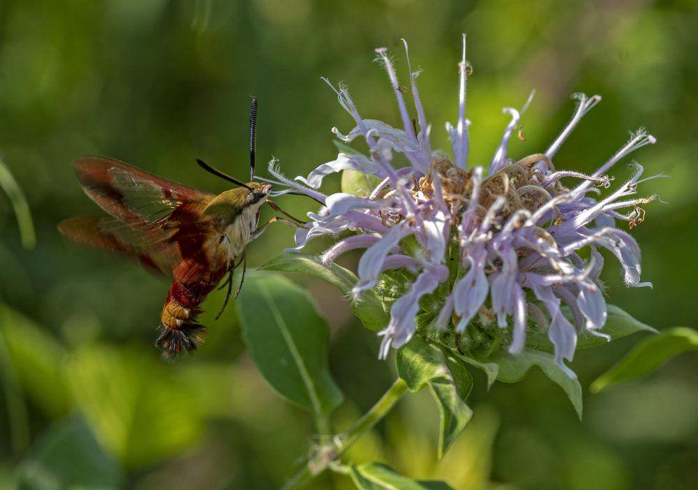 Hummingbird Hawk Moth (flickr.com/Steve Guttman NYC)