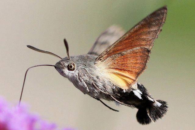 Hummingbird Hawk Moth (reddit.com/ExpertAccident)