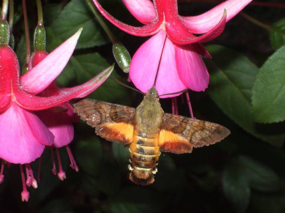 Hummingbird Hawk Moth (peakpx.com)