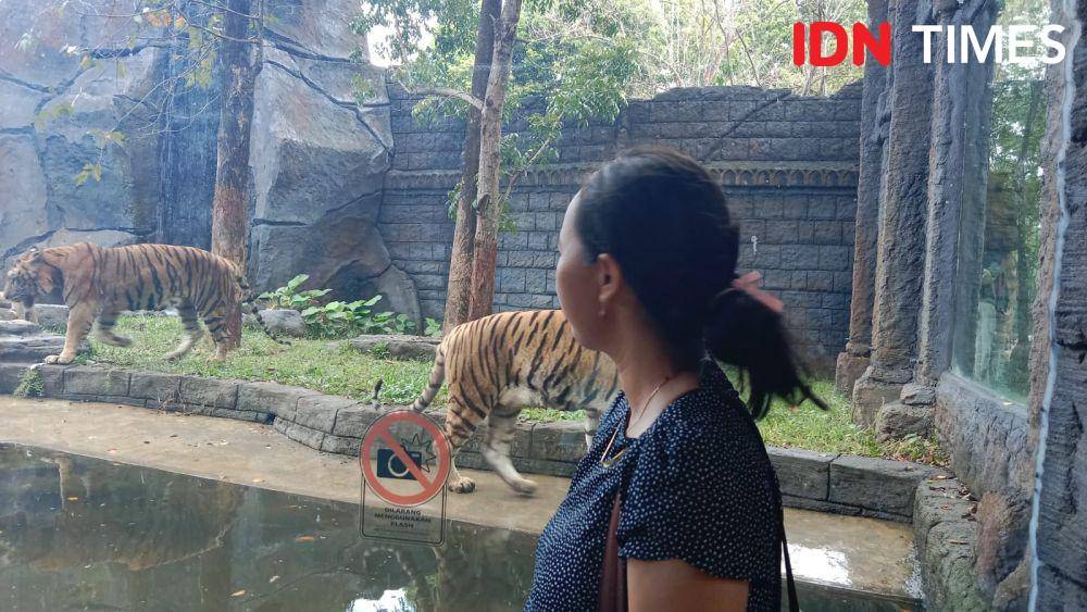 Salah satu pengunjung juga bisa melihat dari dekat sepasang harimau benggala di Solo Safari. (IDN Times/Fariz Fardianto)