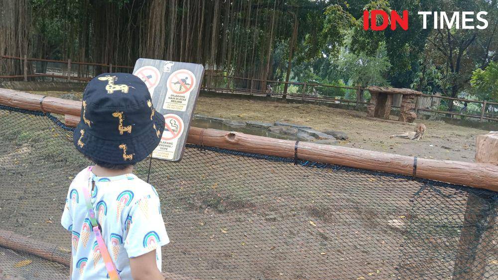 Seorang anak kecil melihat kawanan walabi salah satu hewan endemik Papua yang dikoleksi Solo Safari. (IDN Times/Fariz Fardianto)