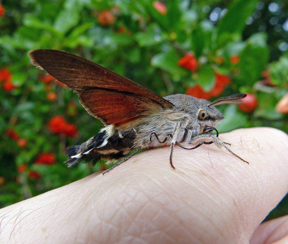 Ngengat Elang Kolibri (commons.wikimedia.org/Andrea Bonifazi)