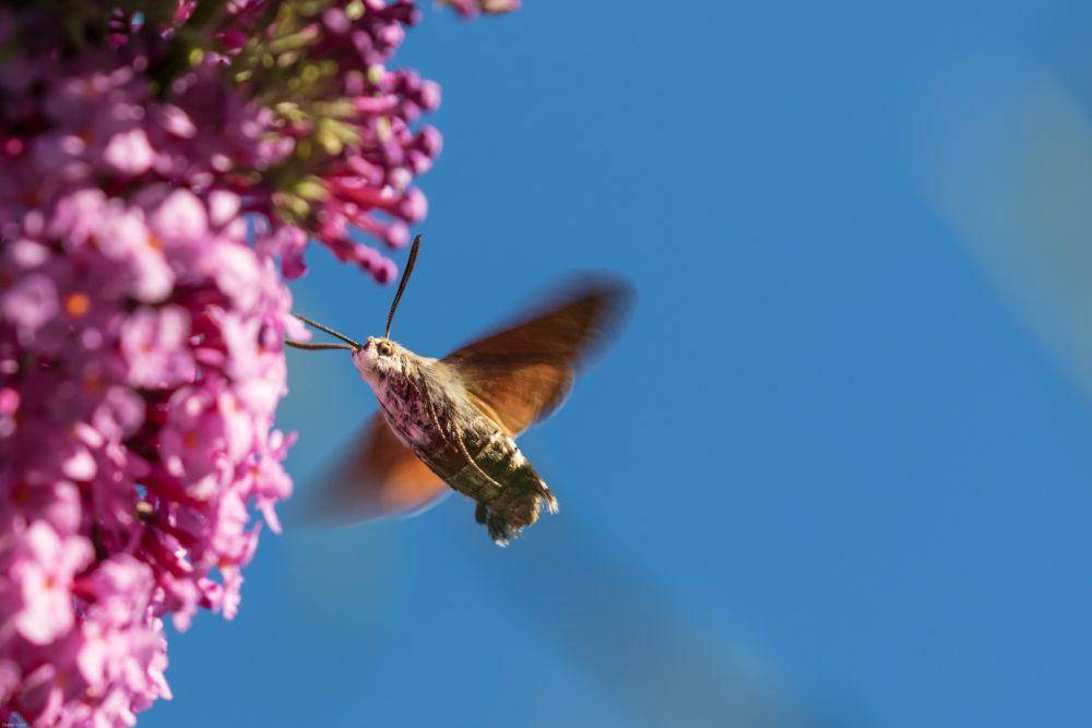 Ngengat Elang Kolibri (pxhere.com)