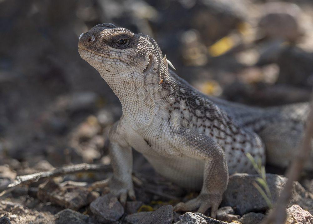 5	Fakta Iguana Gurun, Bisa Adaptasi di Suhu Sangat Panas