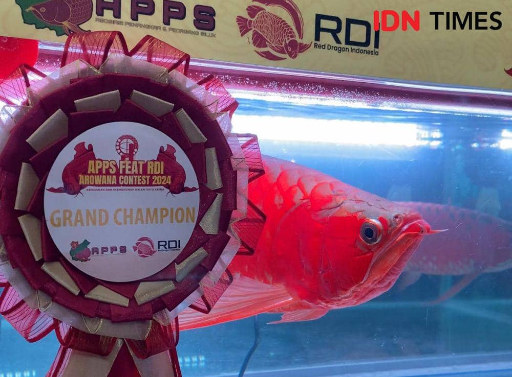 Melihat Kontes Ikan Hias Arwana yang Semakin Langka di Kalbar