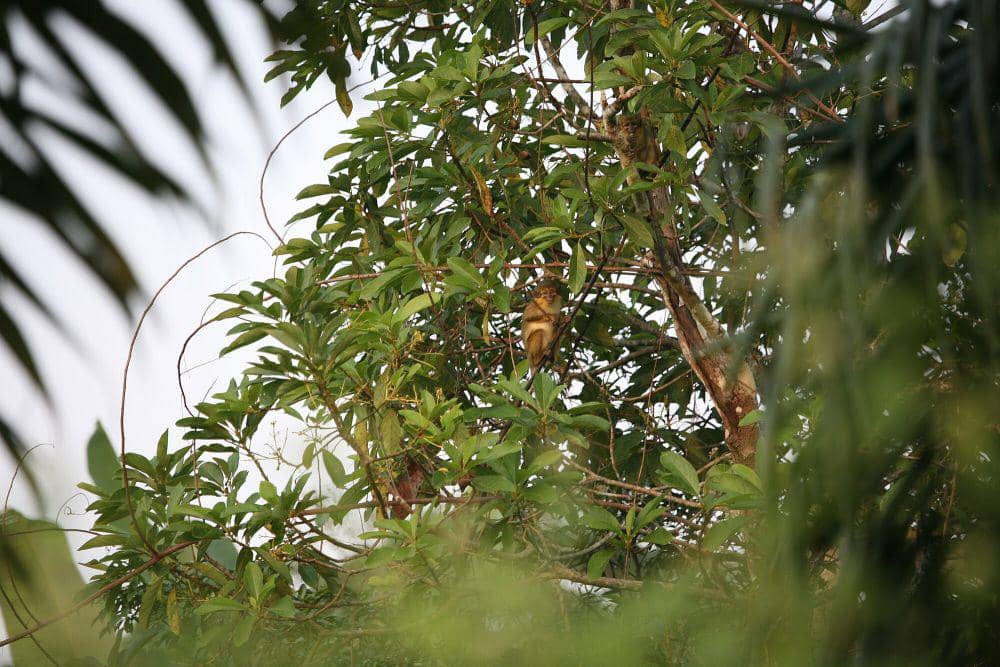 Gabon talapoin (commons.m.wikimedia.org/Earwig)