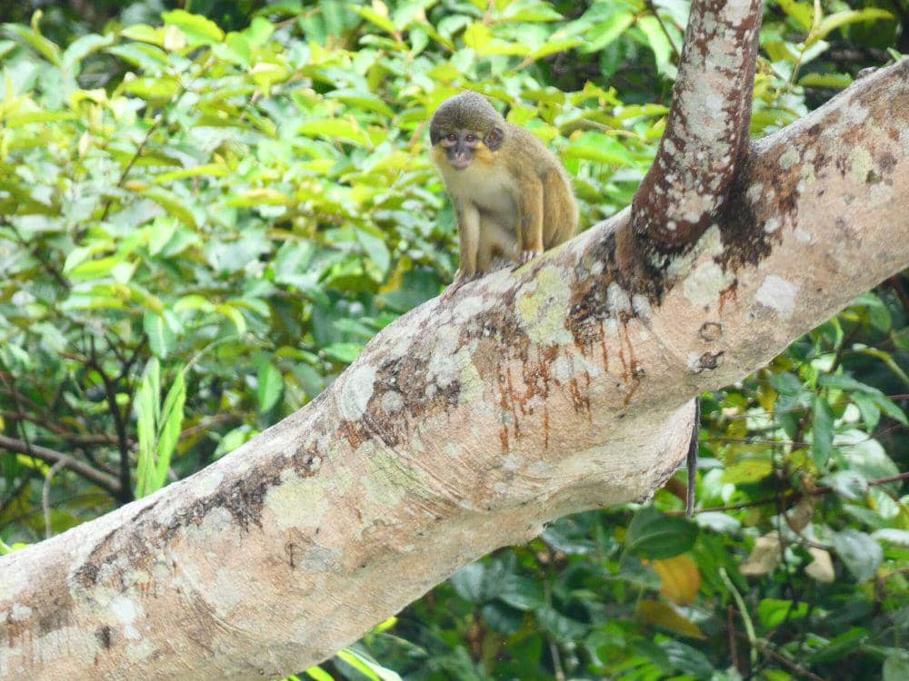 6 Fakta Menarik Gabon Talapoin, Sangat Perasa Seperti Manusia