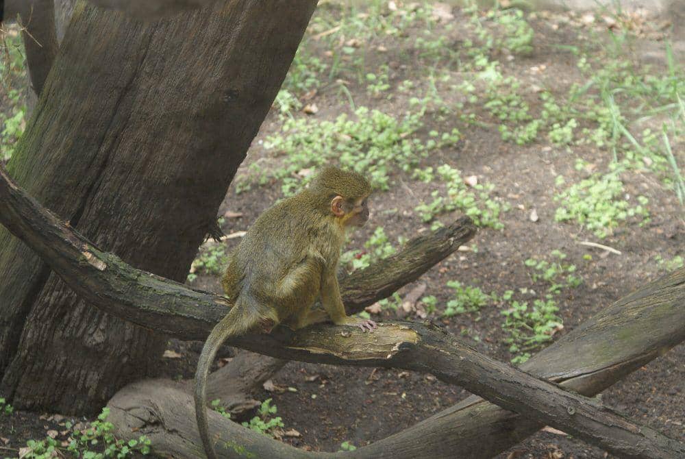 Gabon talapoin (commons.m.wikimedia.org/Хомелка)