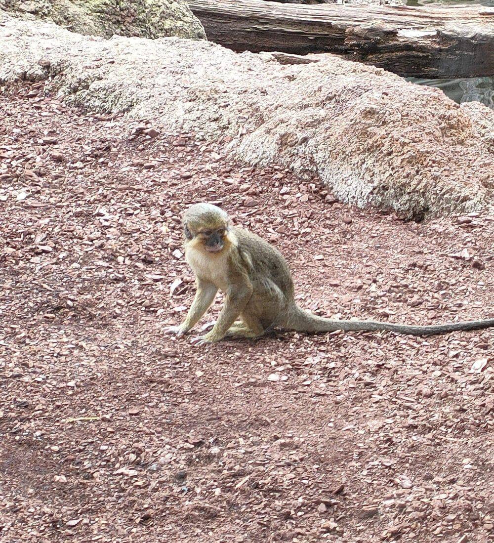 Gabon talapoin (commons.m.wikimedia.org/Josu PV)