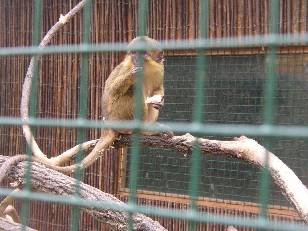 Gabon talapoin (commons.m.wikimedia.org/Miaow Miaow)