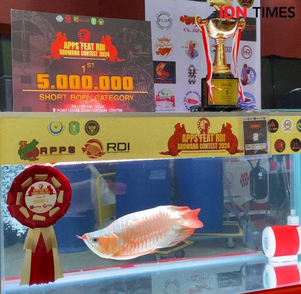 Sejumlah ikan arwana diperlombakan dengan berbagai kategori. (IDN Times/Teri).