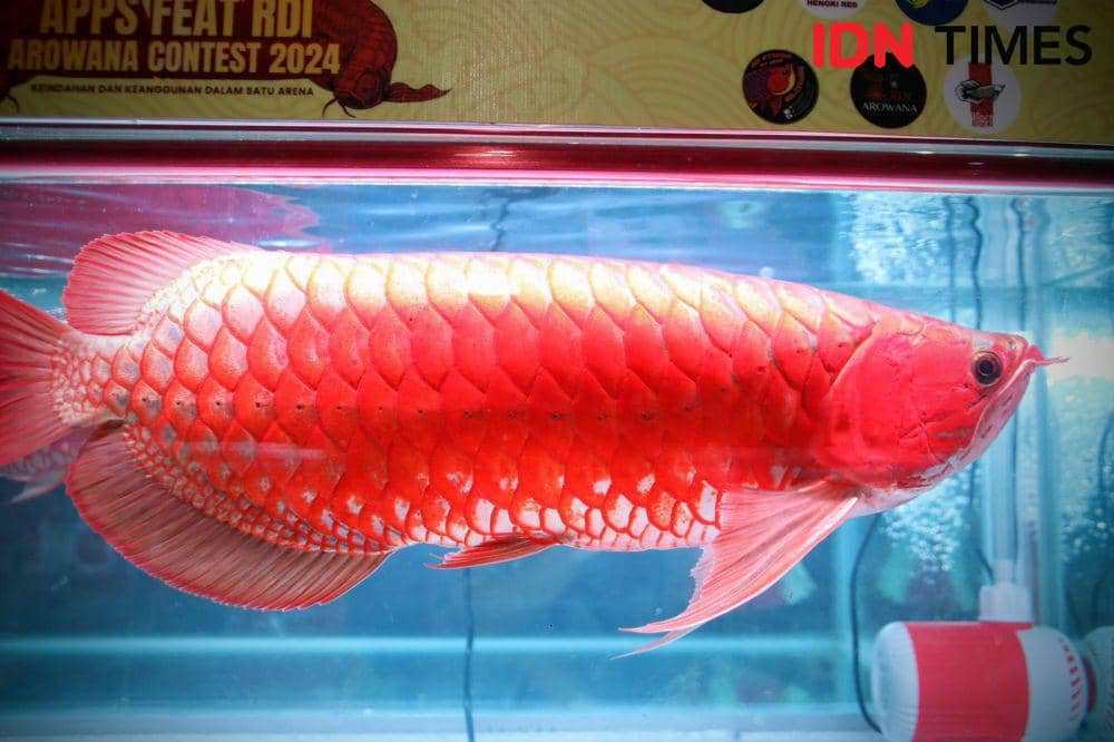 Selain diperlombakan, ada juga arwana yang dijual. (IDN Times/adpim).
