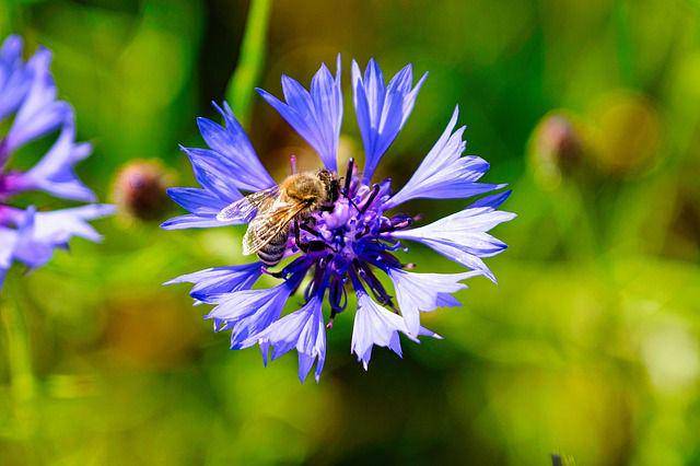 lebah hinggap di bunga bachelor's button (pixabay.com/Uwe Kienle)