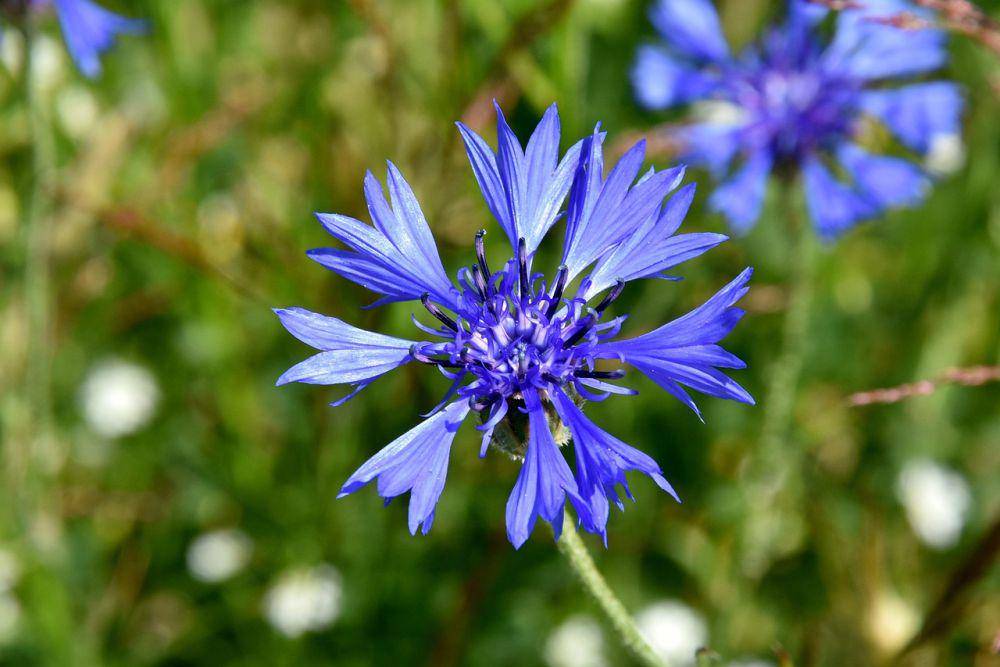 bunga bachelor's button (pixabay.com/Slawek)