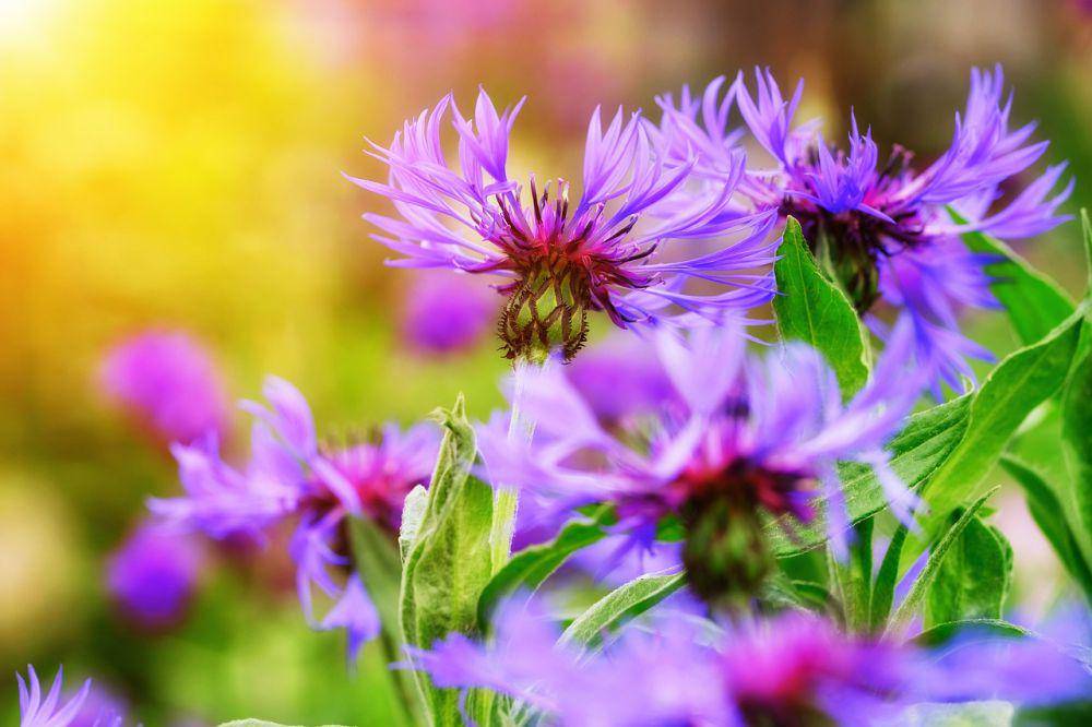 ilustrasi bachelor's button (pixabay.com/Bruno)