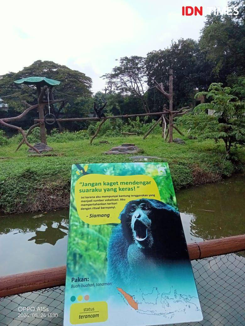 Sejumlah ekor siamang yang menjadi koleksi unggulan di Solo Safari. (IDN Times/Fariz Fardianto)