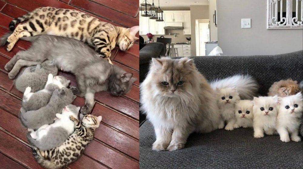 9 Potret Gemes Keluarga Anabul, Anaknya ada yang Berjubel!