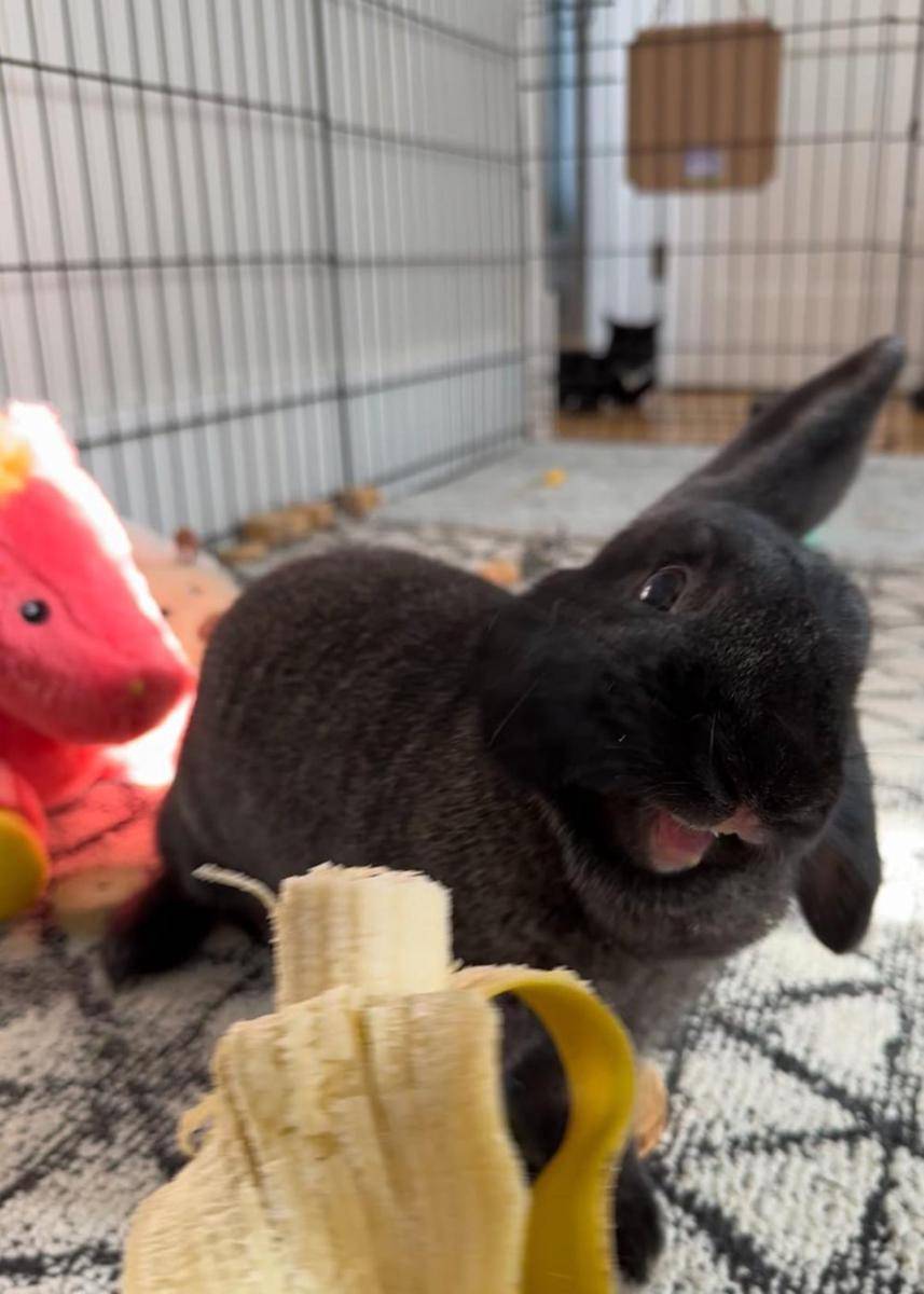 foto kelinci dan pisang (reddit.com/user/Coffeeandbunnies)