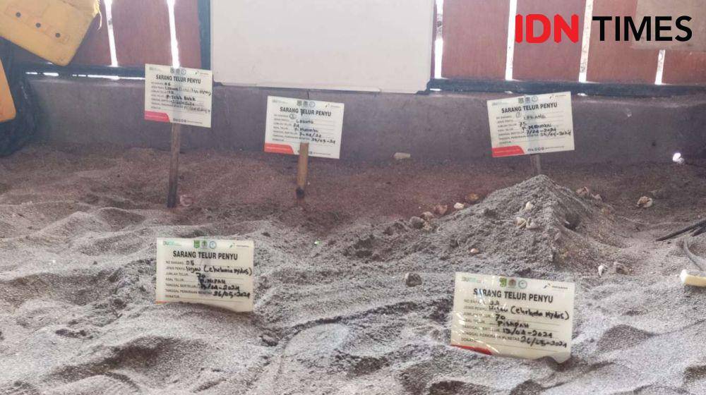 Telur-telur penyu dalam proses penetasan di TCC Nipah Lombok Utara. (IDN Times/Muhammad Nasir)