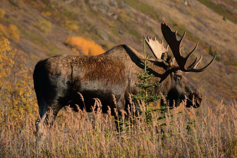 potret seekor rusa besar jantan di South Fork Eagle River, Alaska (commons.wikimedia.org/Paxson Woelber)