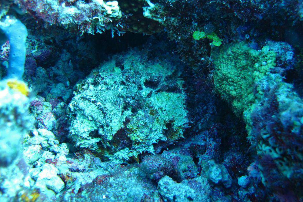 potret stonefish di laut Maladewa (commons.wikimedia.org/MDC Seamarc Maldives)