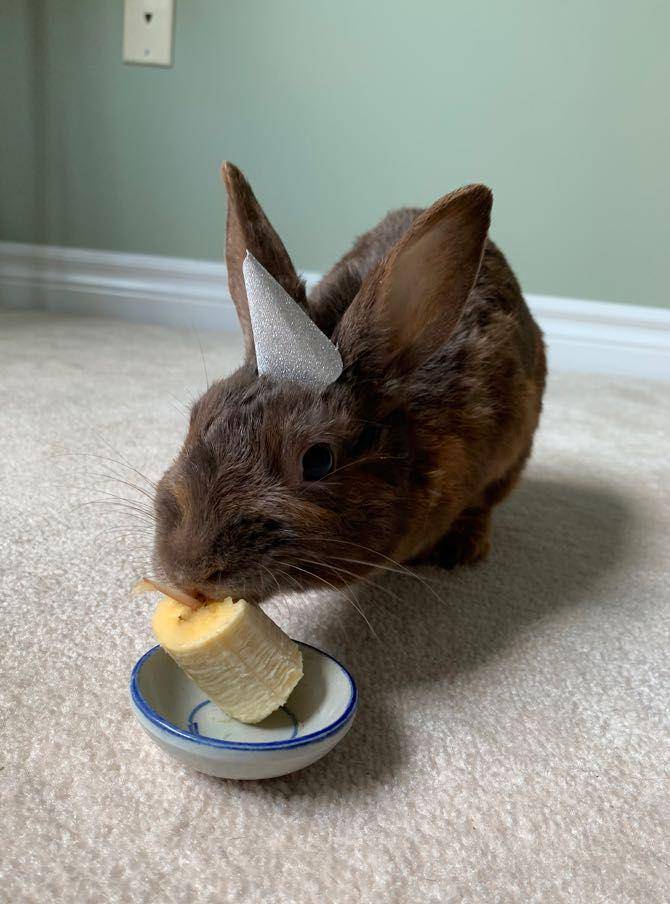 foto kelinci dan pisang (reddit.com/user/3cream2sugar)