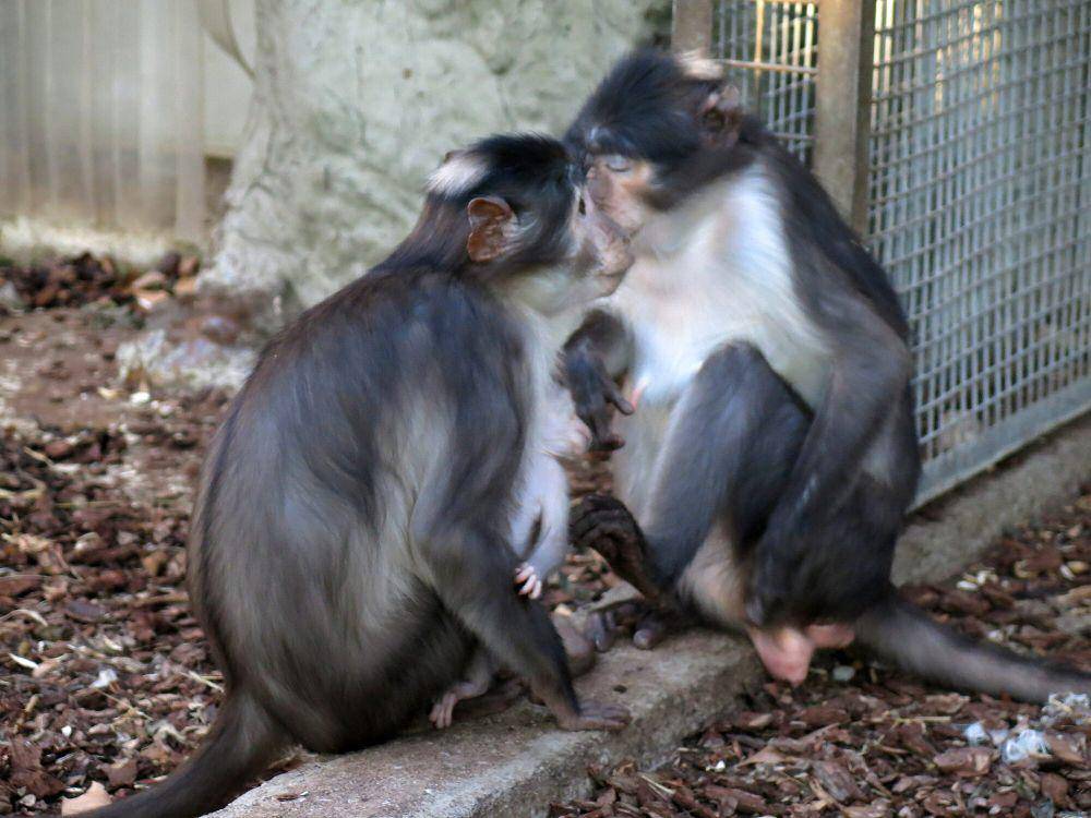 Mangabey hitam (commons.m.wikimedia.org/Enric)