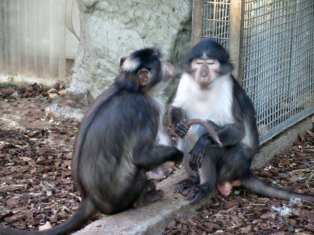 Mangabey hitam (commons.m.wikimedia.org/Enric)