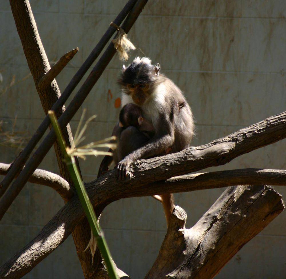 Mangabey hitam (commons.m.wikimedia.org/Year of the Dragon)