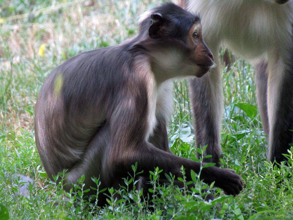 Mangabey hitam (commons.m.wikimedia.org/Giulio Russo Photography)