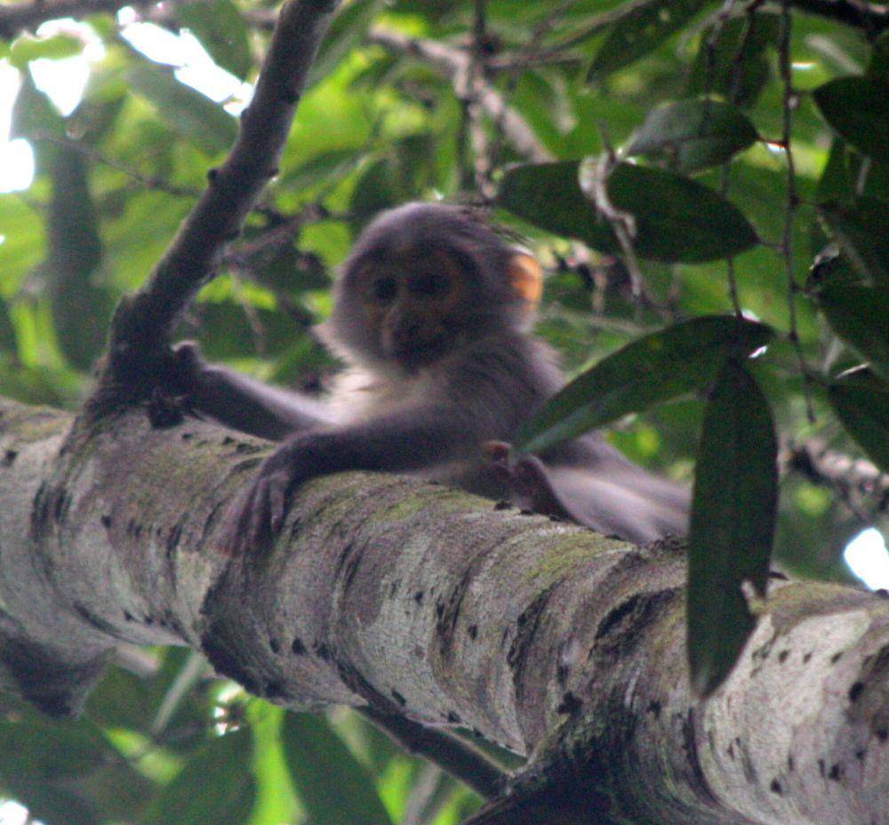 Mangabey hitam (commons.m.wikimedia.org/Scott Loarie)