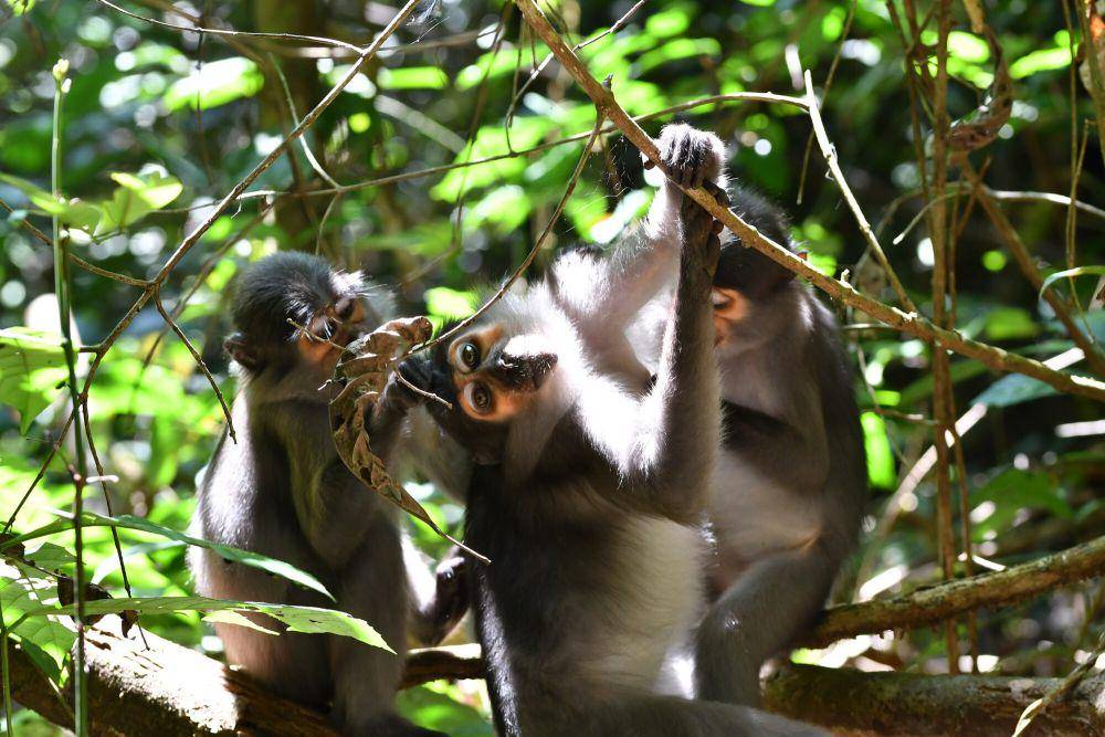 Mangabey hitam (commons.m.wikimedia.org/Justin Philbois)