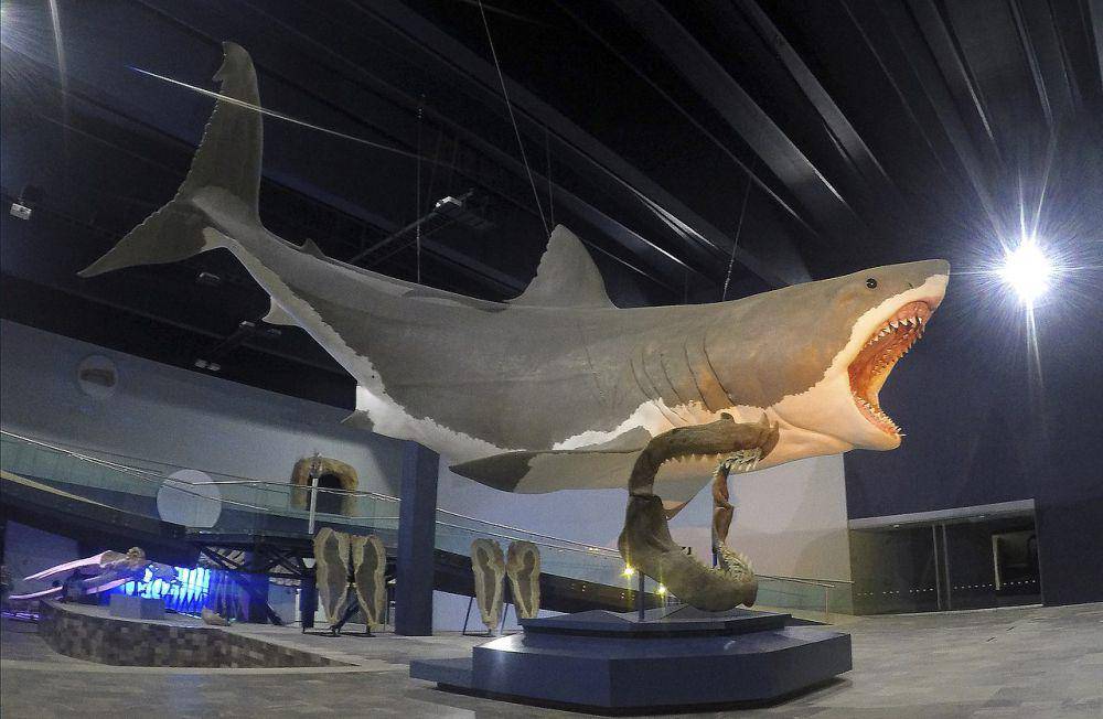 Rekonstruksi tubuh megalodon di museum (commons.wikimedia.org/Sergiodlarosa)