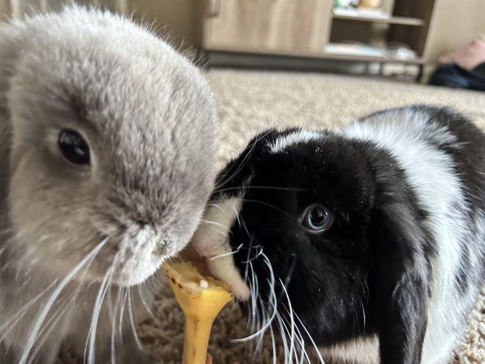 foto kelinci dan pisang (reddit.com/user/BelovedBread)