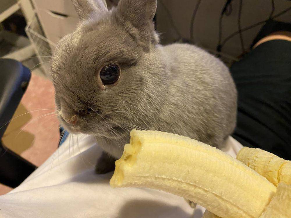 foto kelinci dan pisang (reddit.com/user/rainyraine)