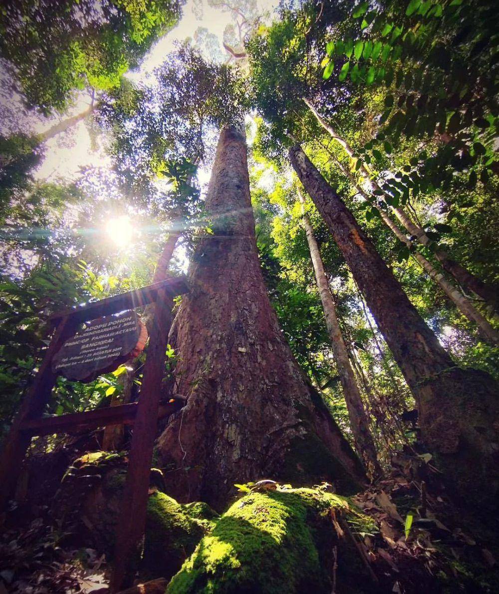 Wisata Alam Bukit Bangkirai (instagram.com/bukitbangkirai)