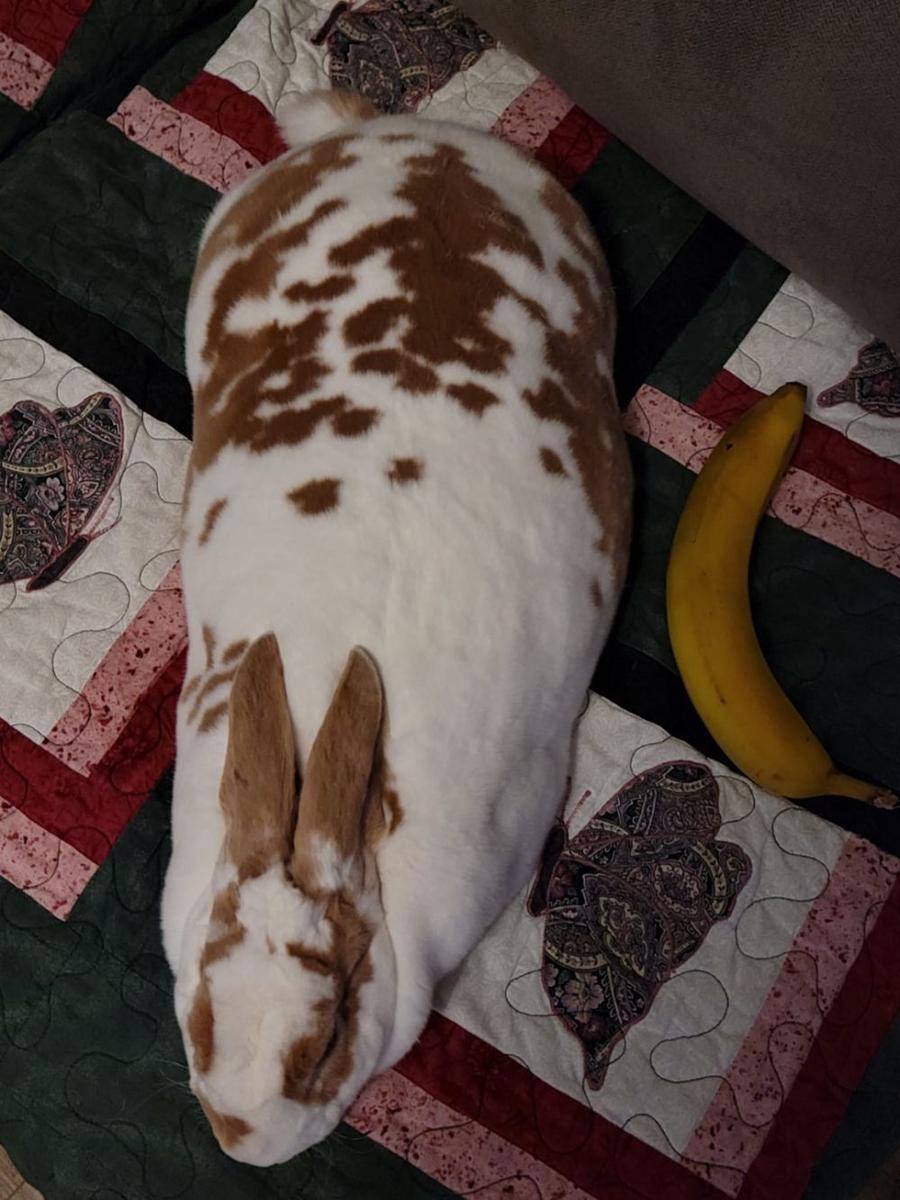 foto kelinci dan pisang (reddit.com/user/Yorbl)