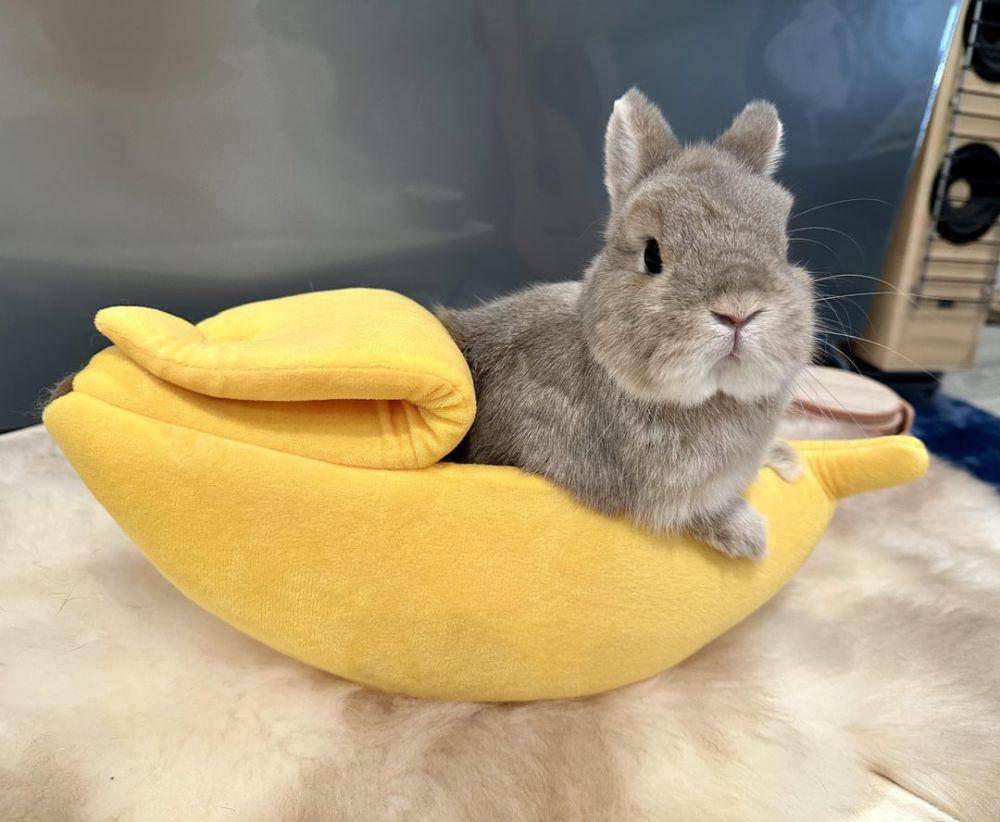 foto kelinci dan pisang (reddit.com/user/damiana8)