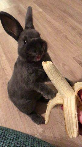 foto kelinci dan pisang (reddit.com/user/meesachris)