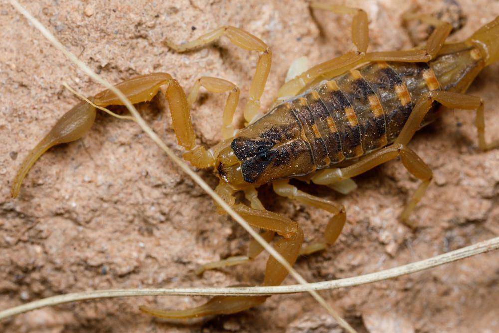 kalajengking kulit kayu (Centruroides vittatus) (commons.wikimedia.org/Meghan Cassidy)