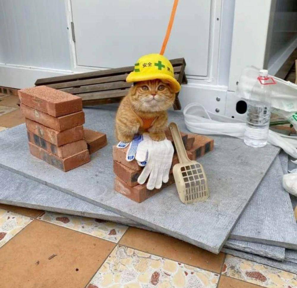 kucing oyen lagi kerja (instagram.com/happy_pets_789)
