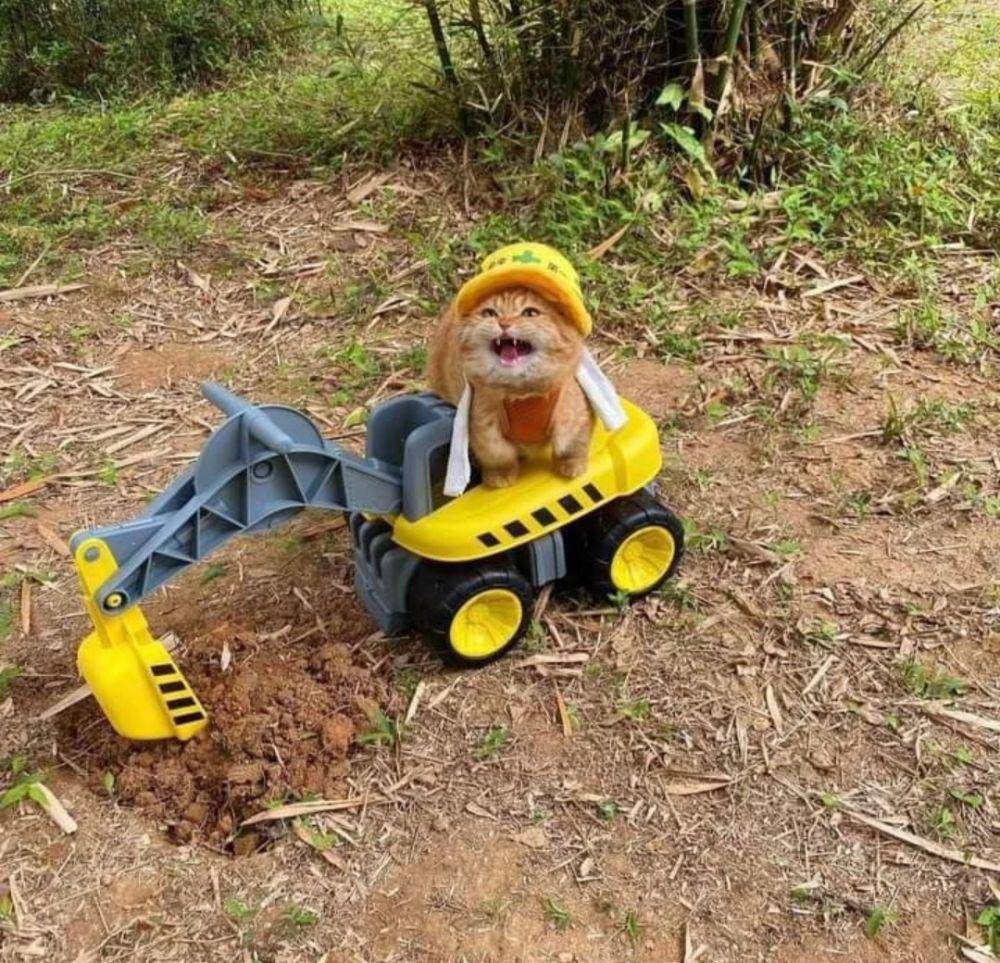 kucing oyen lagi kerja (instagram.com/happy_pets_789)