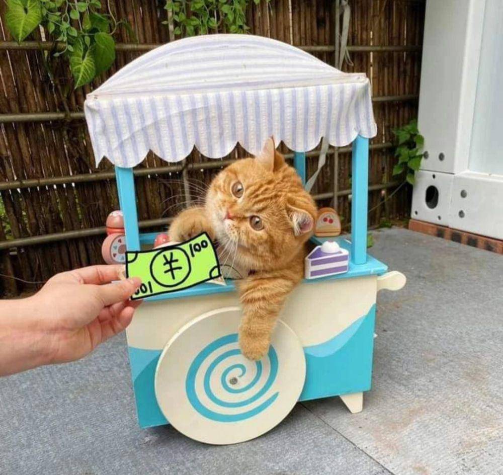 kucing oyen lagi jualan (instagram.com/happy_pets_789)
