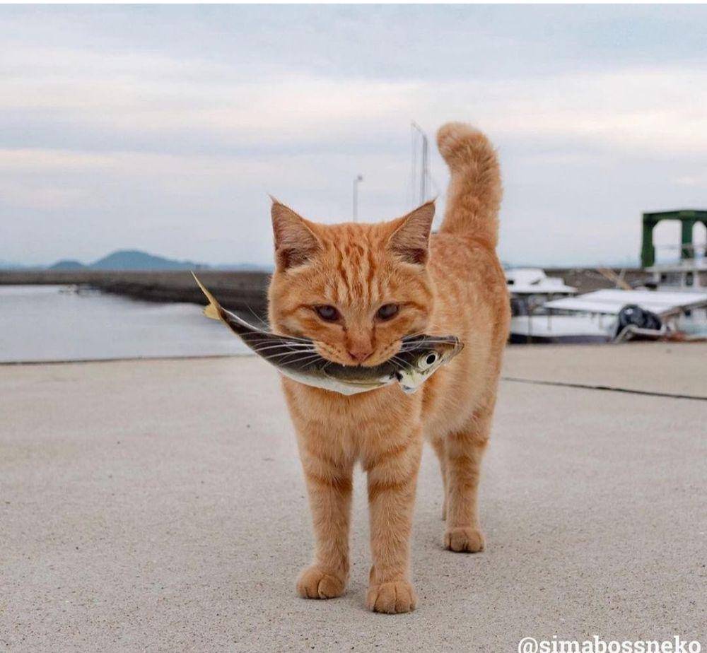 kucing oyen lagi kerja (instagram.com/catloversklub)
