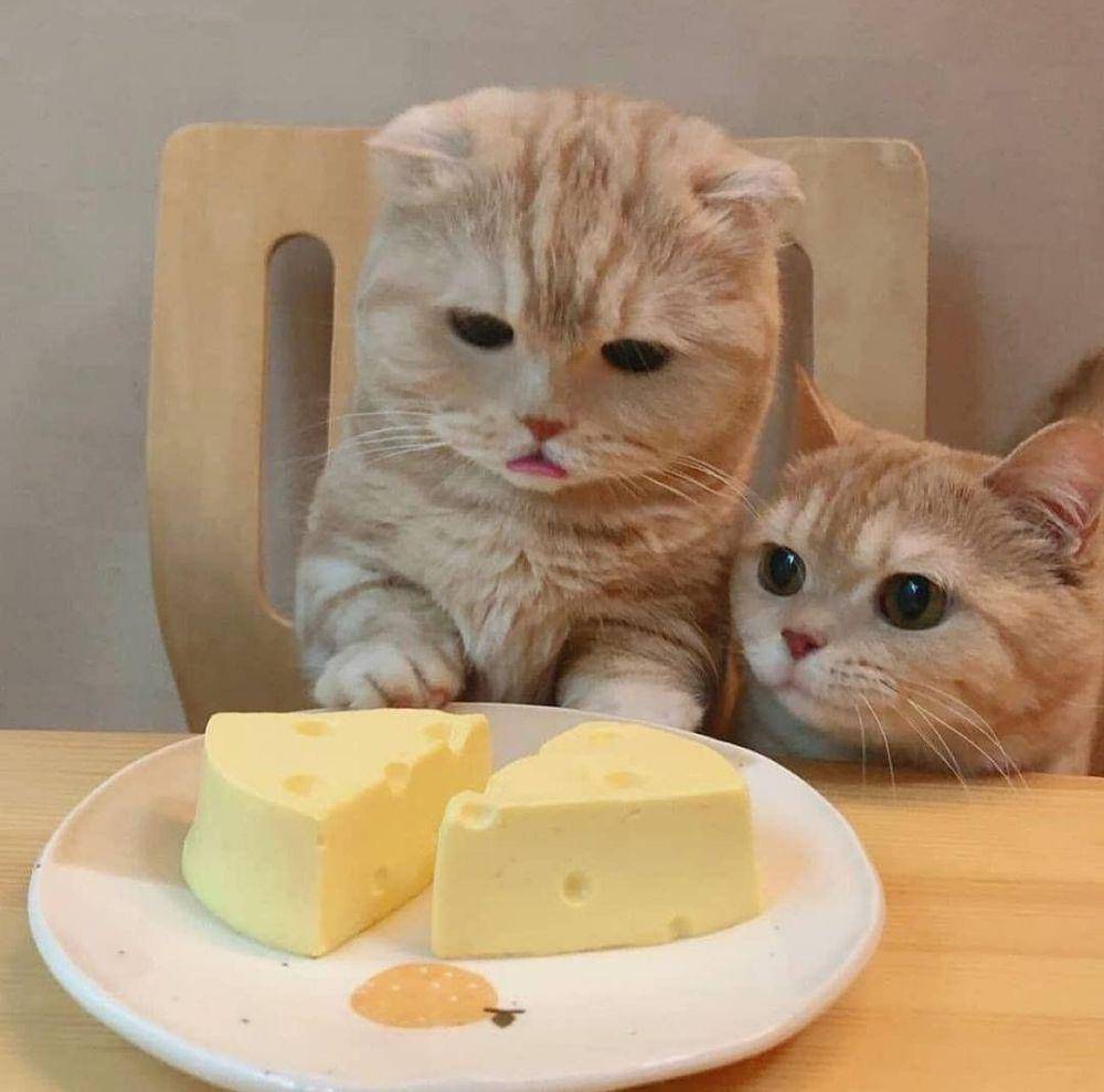 kucing oyen lagi makan (instagram.com/catloversklub)