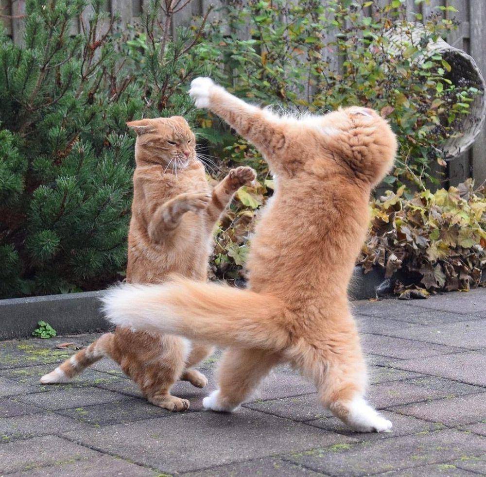 kucing oyen lagi berantem (instagram.com/catloversklub)