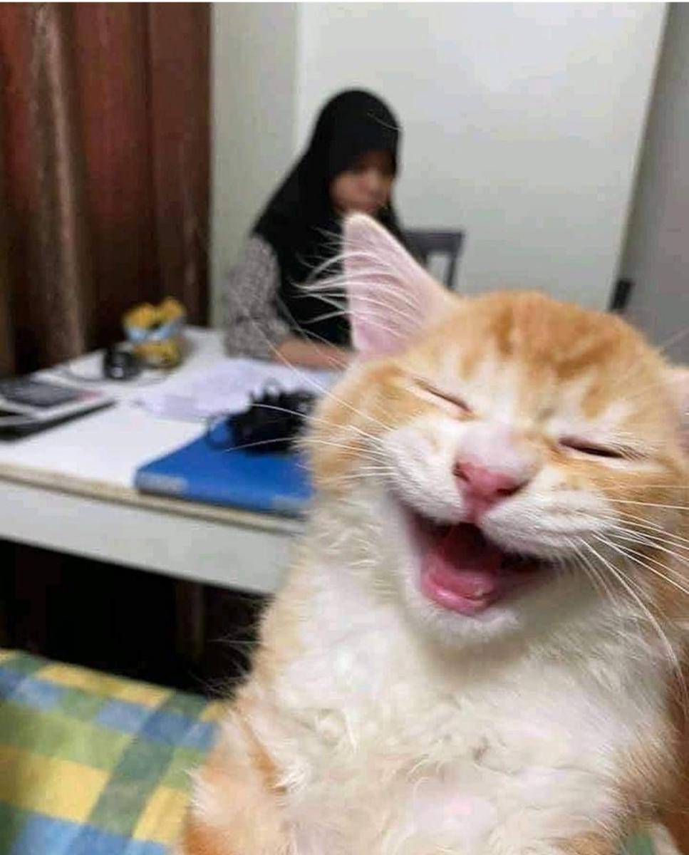kucing oyen lagi malas kerja (instagram.com/catloversklub)
