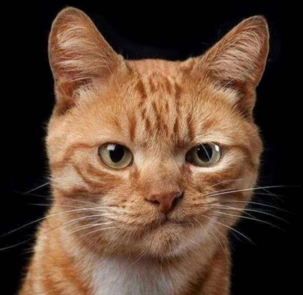 kucing oyen lagi kesel (instagram.com/happy_pets_789)
